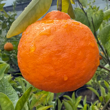 Dancy Mandarin fruit with green leaves on a tree, for sale at Paradise Nursery